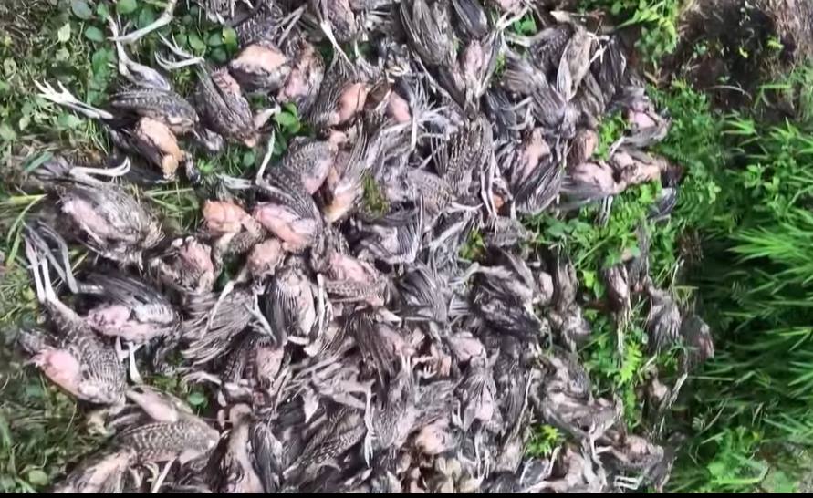 एकैरात ६ सय कालिज मरे