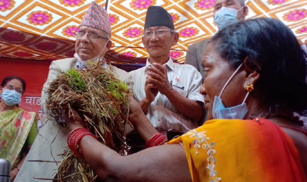 विराटनगरबाट उम्रिएको धान लिएर फर्किए अध्यक्ष नेपाल