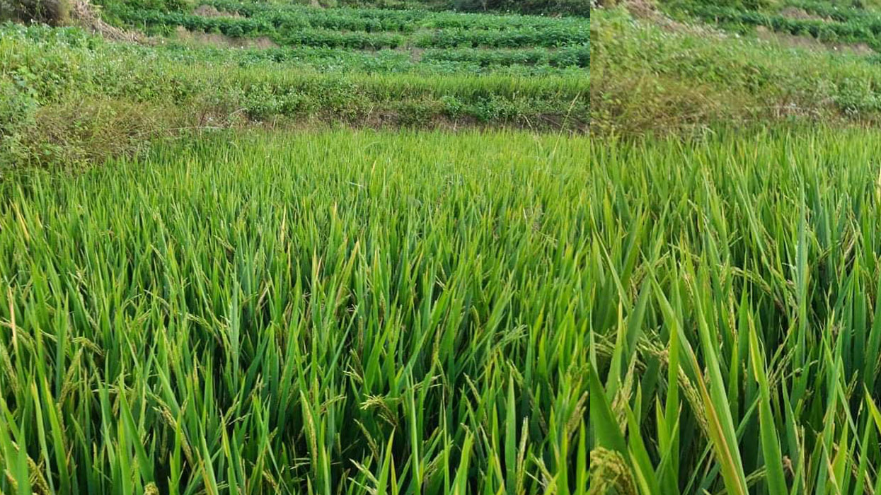 तेलकोटको सयौँ रोपनी खेतमा धान नफल्दा किसान मर्कामा