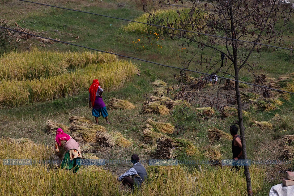 काँठ क्षेत्रमा धान भित्र्याउन भ्याइनभ्याइ (तस्बिरहरू)