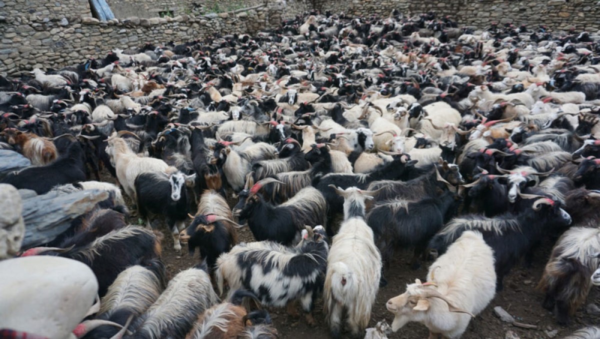 दसैँका लागि १२ हजार भेडा-च्याङ्ग्रा पोखरा ल्याइने