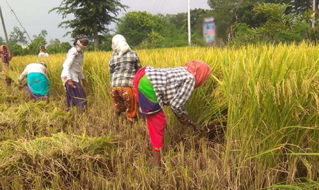 सुदूरपश्चिमका किसानलाई खेतबारीमै दसैँ