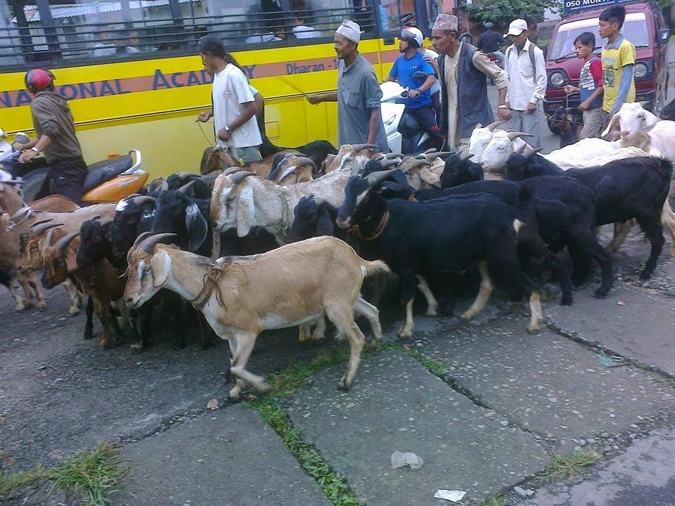 दसैँ तिहारमा ३० हजार खसीबोका माग