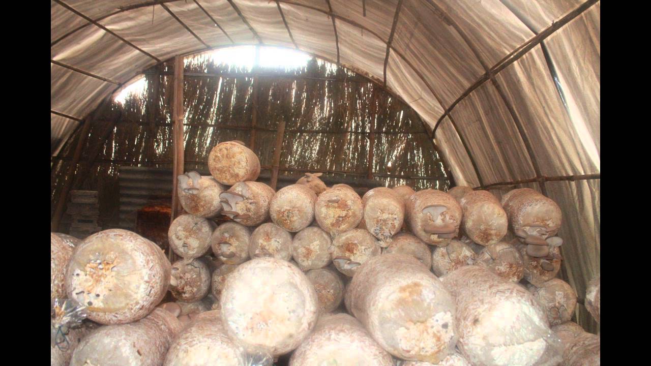 व्यावसायिक च्याउखेतीमा रमाउँदै अर्याल