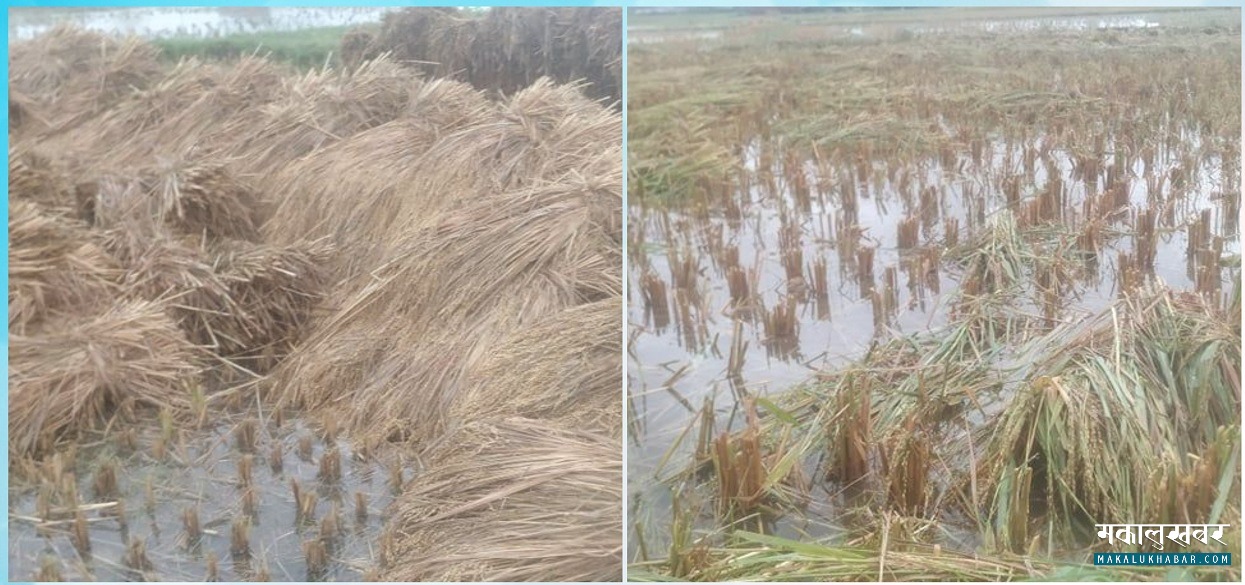 झरीले धानबालीमा क्षति, उत्पादन घट्ने