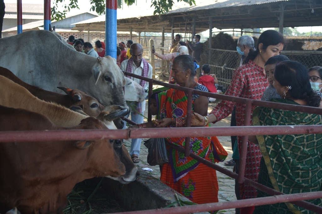 गौशालामा ‘गोपाष्टमी’को रौनक (तस्बिरहरू)