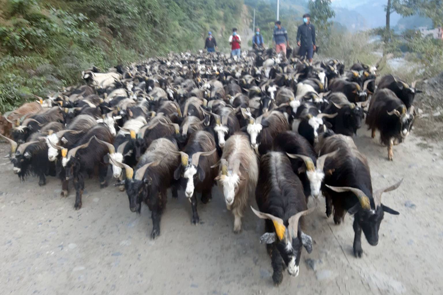 च्याङग्रा बेचेर मुस्ताङमा ३५ करोड भित्रियो