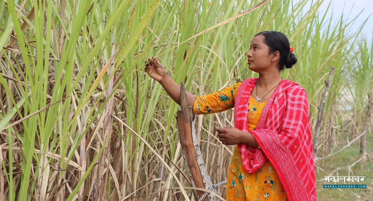 …अनि बगर उब्जाउ बन्यो