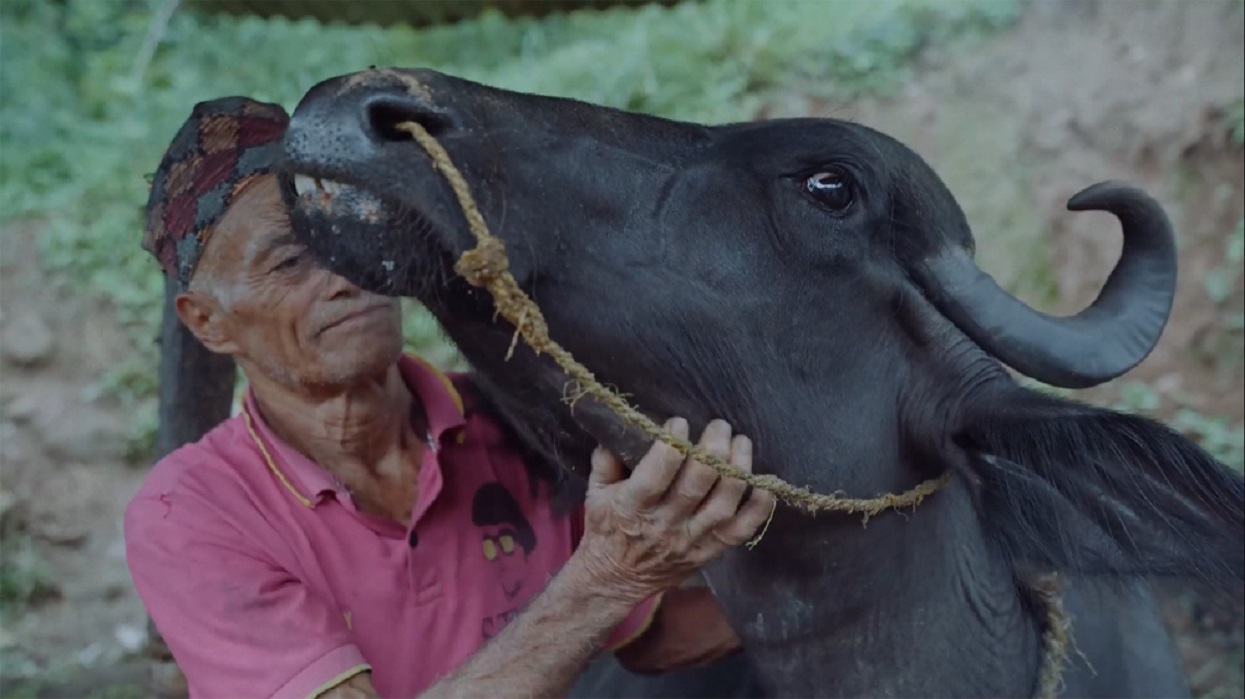 भेलमा २२ किलोमिटर बगेको गर्भिणी भैँसीको कथा