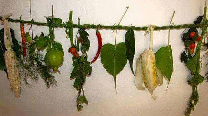 लिम्बू समुदायले चासोक तङ्नाम मनाउँदै