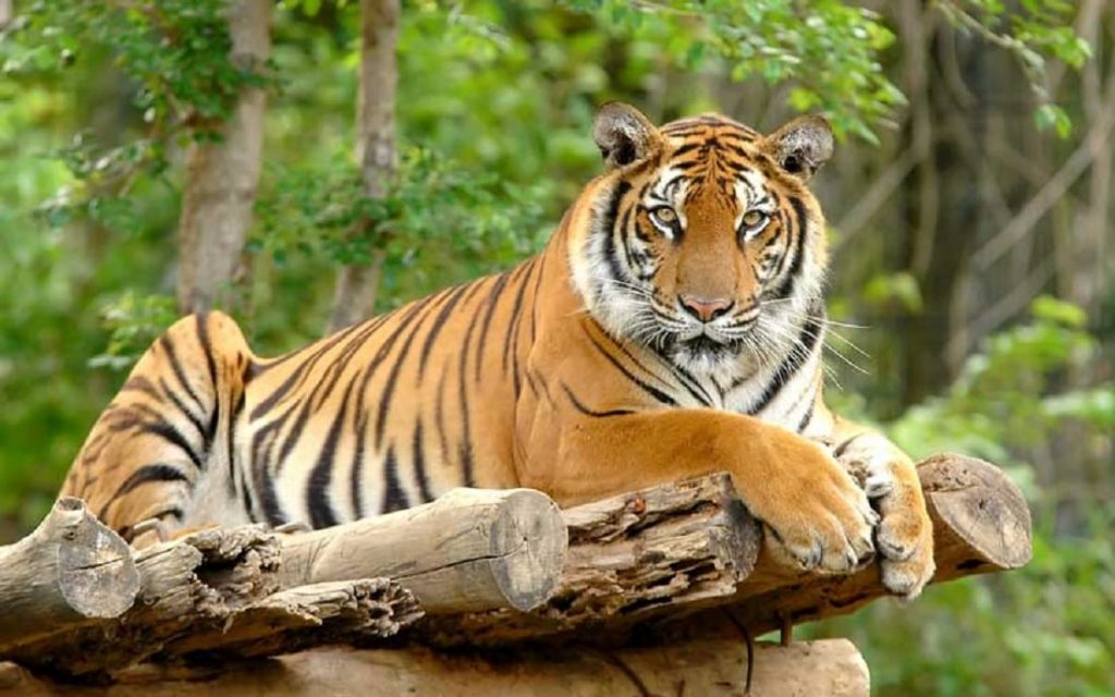 चितवन निकुञ्जमा पहिलो भागको बाघ गणना सकियो