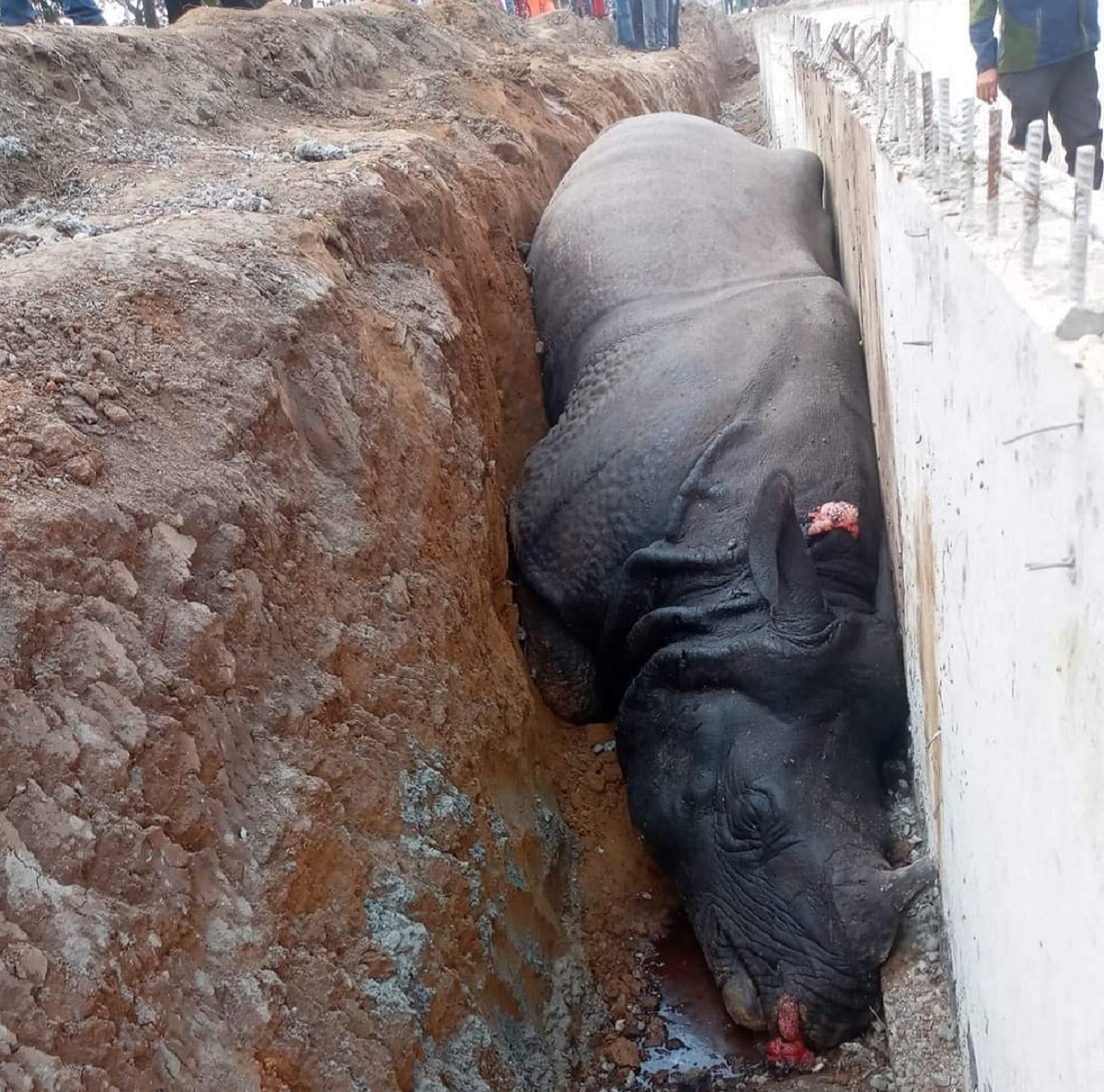 सडक विभागको लापरबाहीले गैँडा मरेकाे निकुञ्जकाे दाबी