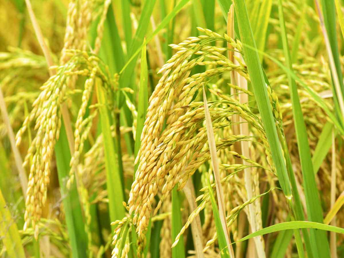 चैते धान खेतीप्रति कञ्चनपुरका किसानको मोह