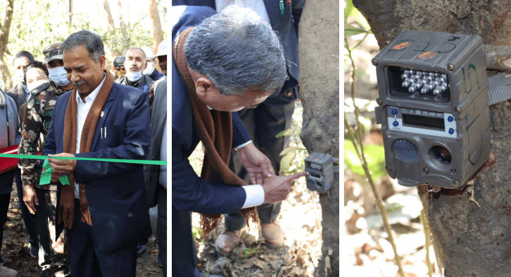 चितवन राष्ट्रिय निकुञ्जमा बाघ सर्वेक्षण सम्पन्न