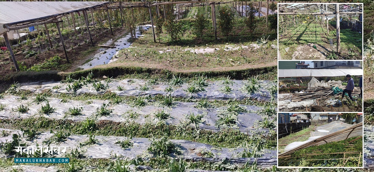 असिनाले ११ करोडको क्षति, कृषि बिमा नहुँदा किसानलाई मर्का