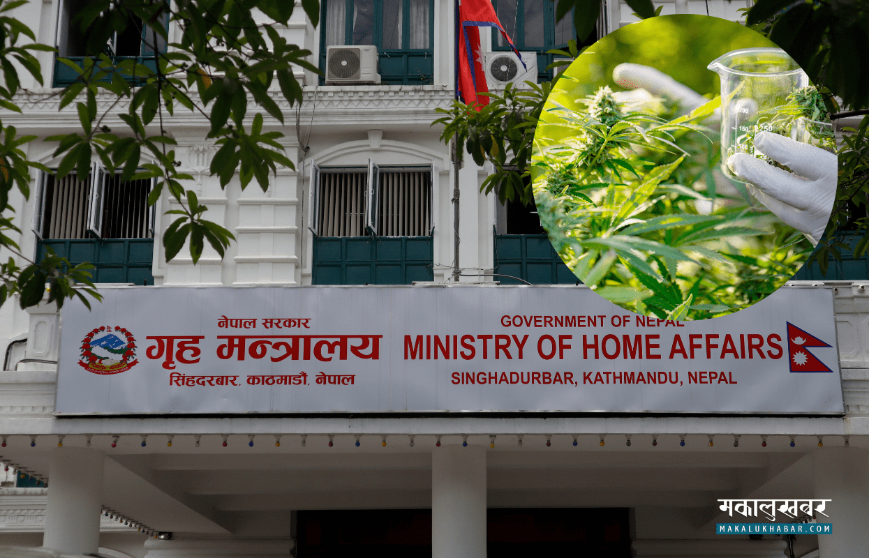 गाँजालाई औषधिका रूपमा प्रयोग गर्न दिने कानुनको मस्यौदा तयार