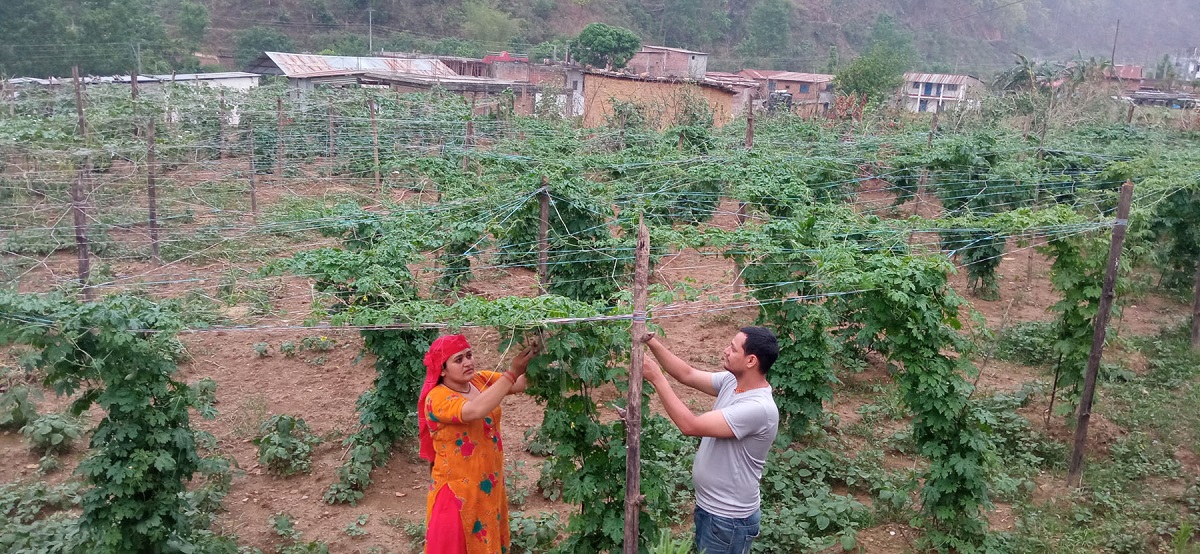 तरकारी खेतीबाट सफलता पाएका मेगराजको कथा कतारको तीन बर्ष सम्झदा पछुतो लाग्छ