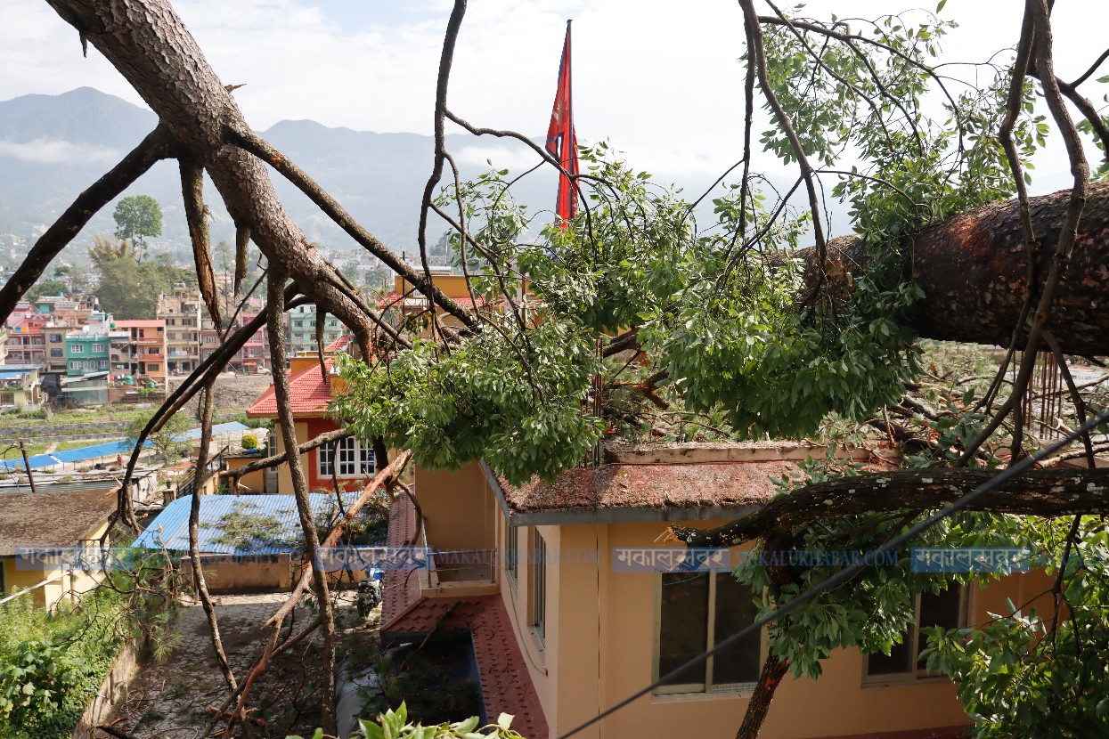 गाेकर्णेश्वरमा रुख ढलेर सडक अबरुद्ध, वडा कार्यालयमा क्षति (तस्बिरसहित)