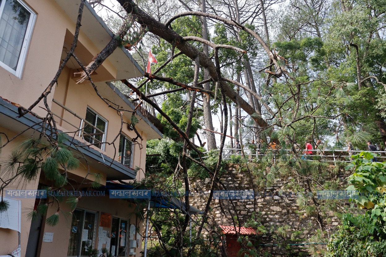 जोखिमयुक्त अग्ला रूख काट्न नेपाल ट्रस्ट तयार