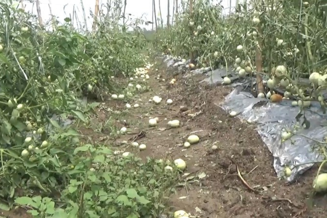 कपिलवस्तुमा असिनापानीले तरकारी सखाप