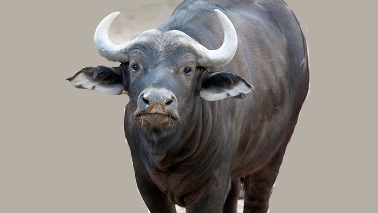 राँगाको तथ्याङ्क सङ्कलन