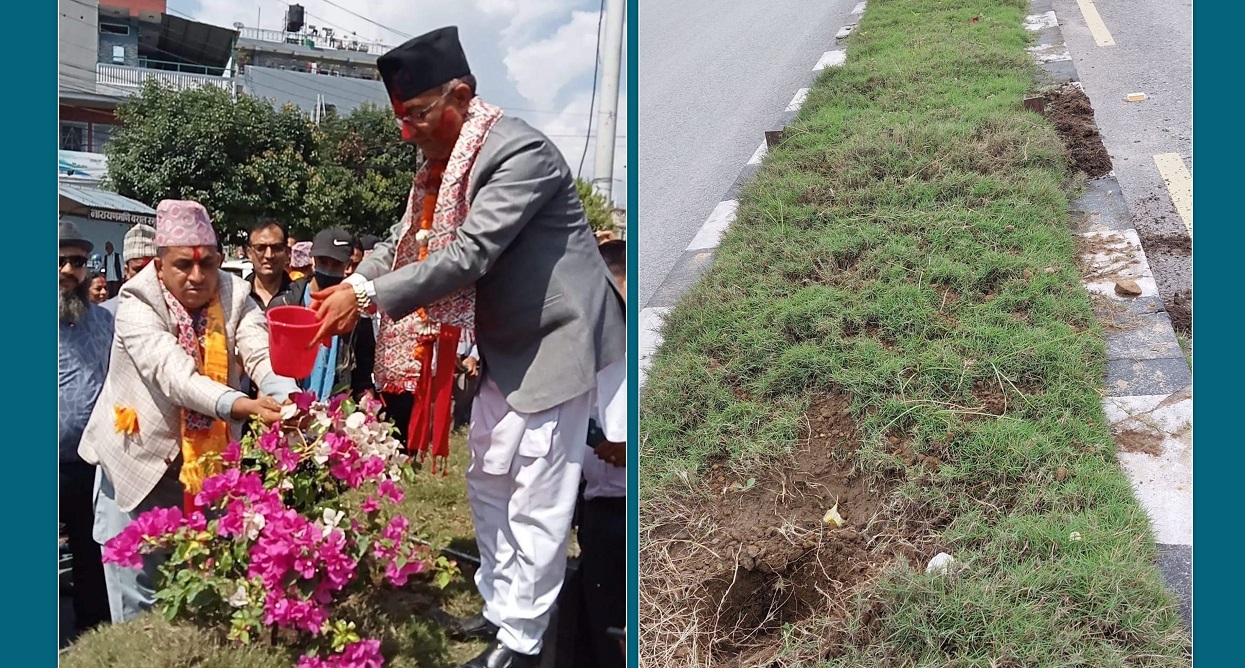 पोखराका मेयर आचार्यले सारेका फूल चोरी