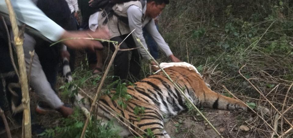 मान्छे मार्ने बाघ निकुञ्जको नियन्त्रणमा