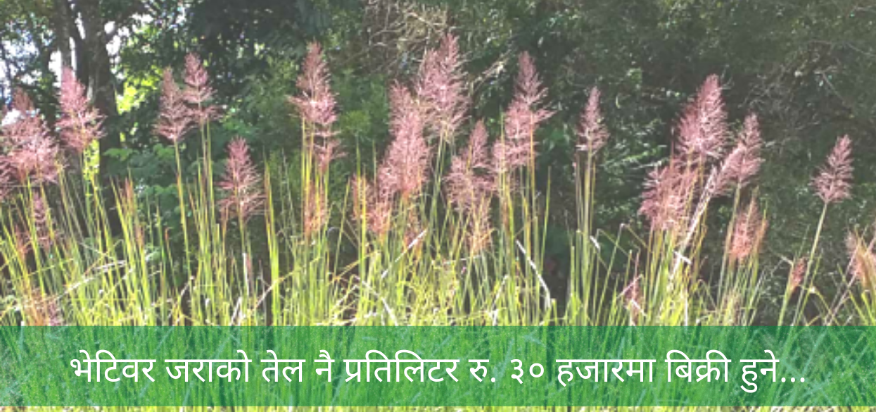 खडेरी प्रतिरोधी ‘भेटिवर’को खेतीबाट आर्थिक-भौगोलिक सङ्कट निवारण गर्न सकिने