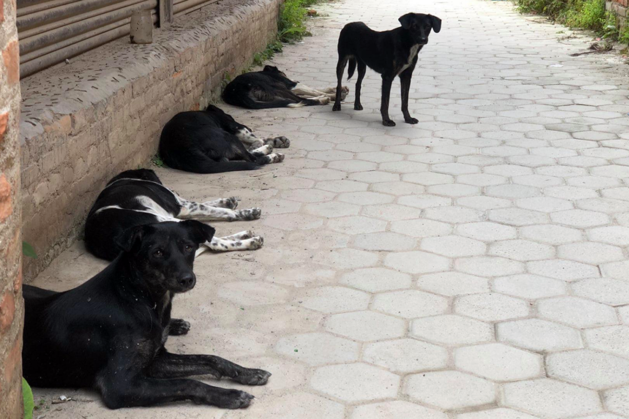 मानिसको सबैभन्दा पुरानो साथीको दुर्दशा