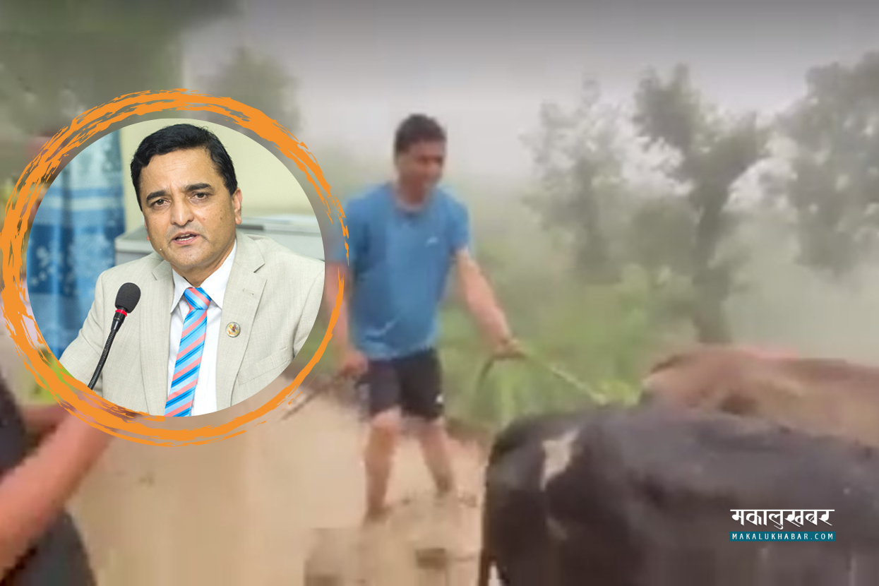 अछाम पुगेर गोरु जोत्दै योगेश भट्टराई (भिडिओसहित)