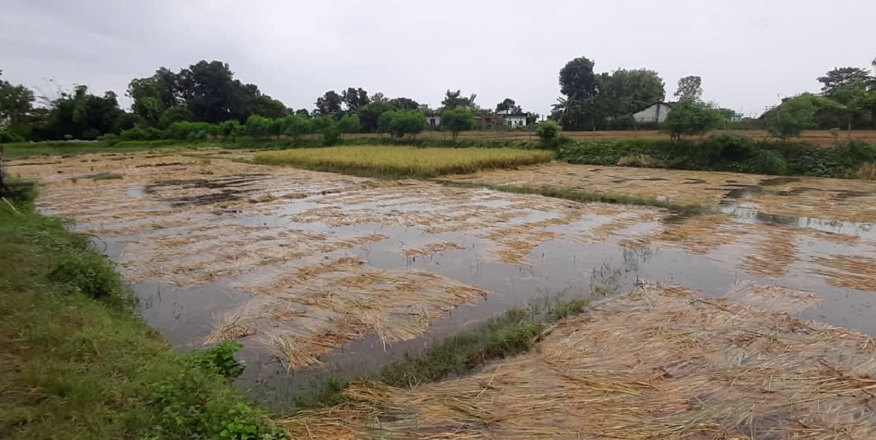 किसान झुक्याउँदै सरकार, दिने भनिएको राहत पनि दिइएन