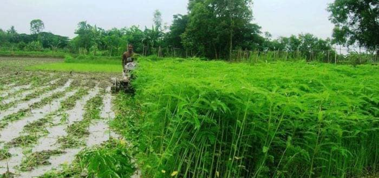 मलको विकल्पमा ‘ढैँचा’ उमार्दै कञ्चनपुरका किसान