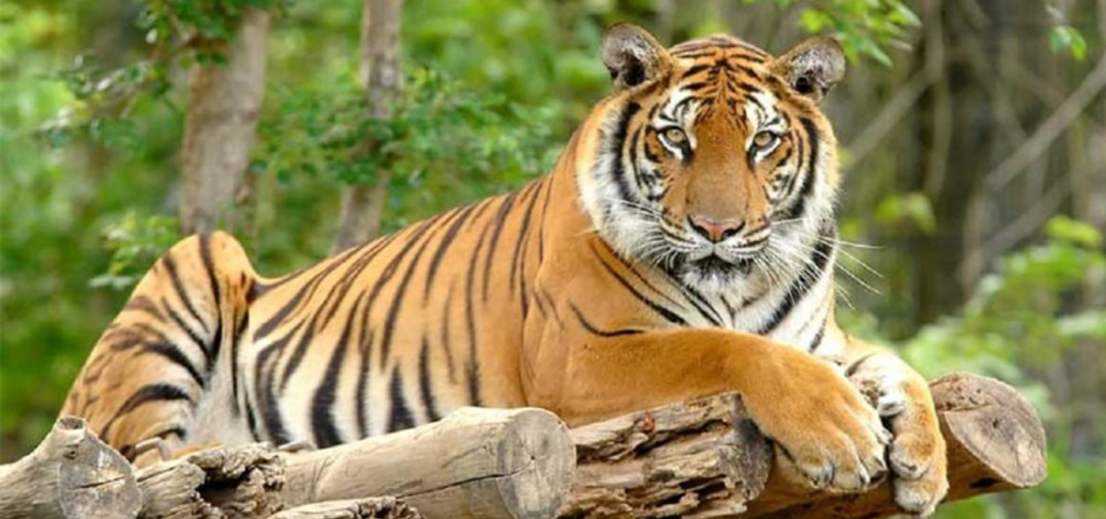 चितवनमा निगुरो टिप्न जाँदा बाघको आक्रमणबाट २३ वर्षीय युवती बेपत्ता