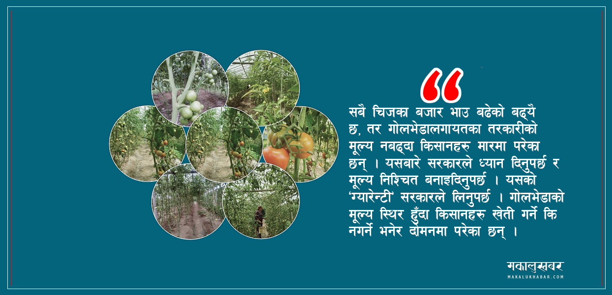 सरकारलाई किसानहरूको प्रश्न- सबै चिजको मूल्य बढ्दा गोलभेडाको किन नबढेको ?