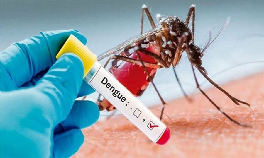 गण्डकीमा डेंगी संक्रमित ६ सय नाघे, हिमाली जिल्लामा पनि भेटियो संक्रमण