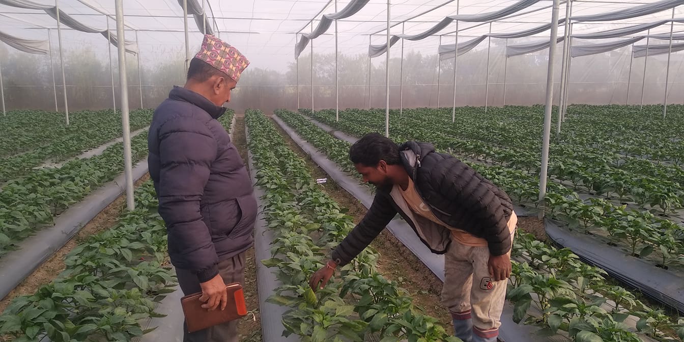 प्रविधिको प्रयोग गरी तरकारी खेती