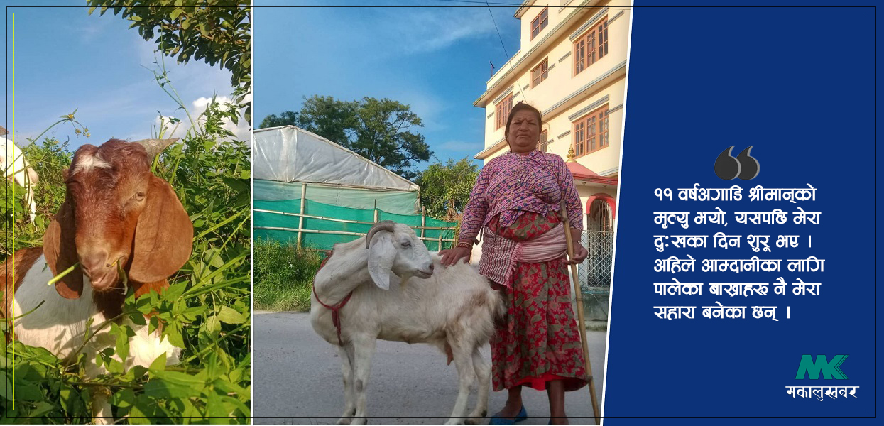 छोराले घरबाट निकालेपछि ७० वर्षीया गुणमैयाका सहारा बनेका छन्- बाख्राहरू !