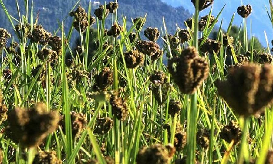 उदयपुरमा कोदो उत्पादनमा बृद्धि
