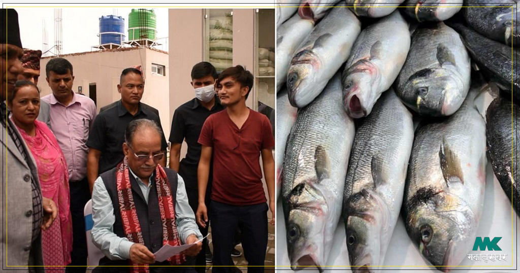 प्रचण्डलाई चितवनका माछा किसानकाे चेतावनी- ‘आयातित माछा रोक्नूस्, नत्र आन्दोलित हुन्छौँ’