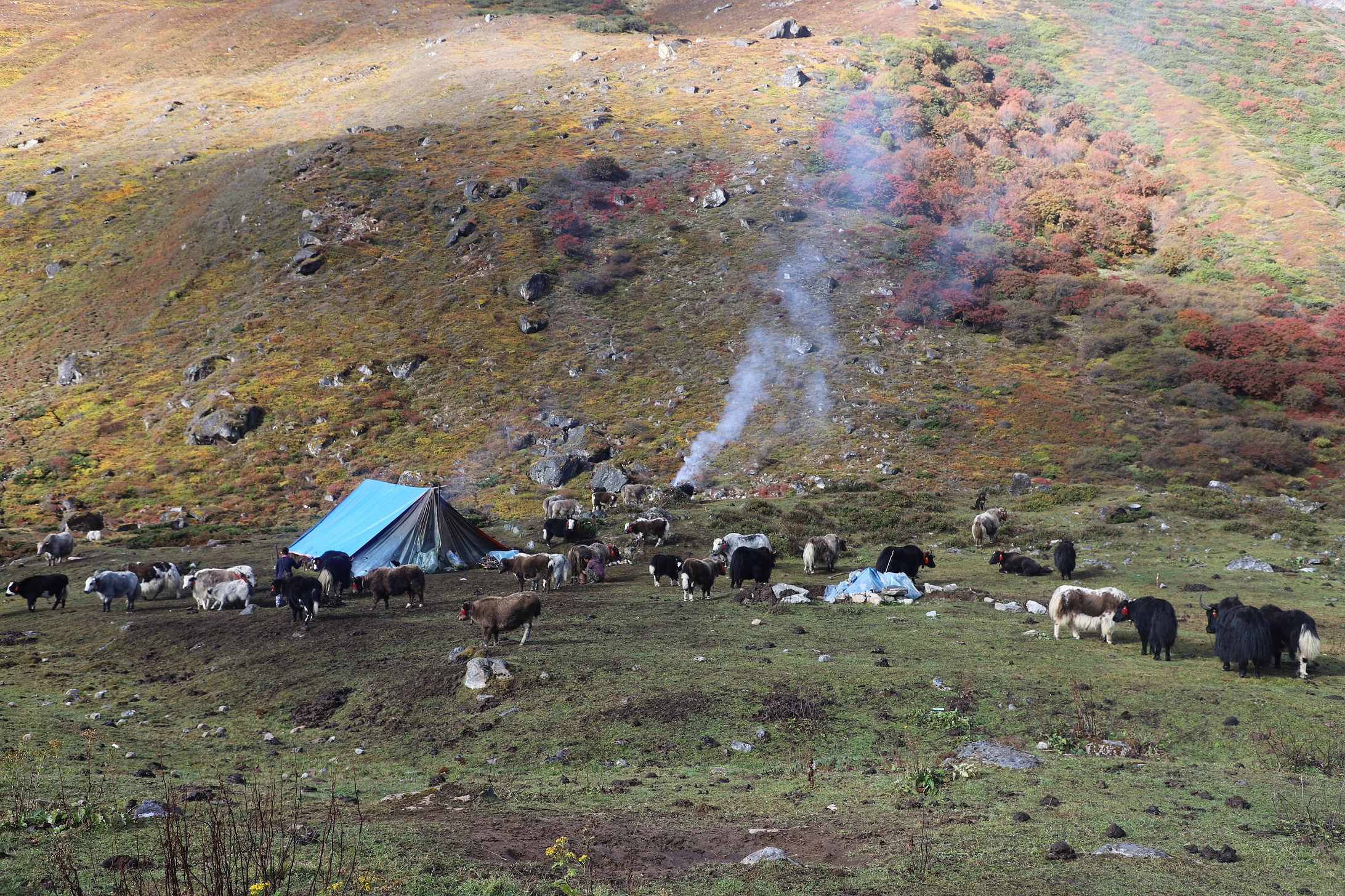 कञ्चनजङ्घा संरक्षण क्षेत्रमा चौँरी र याकको बीमा