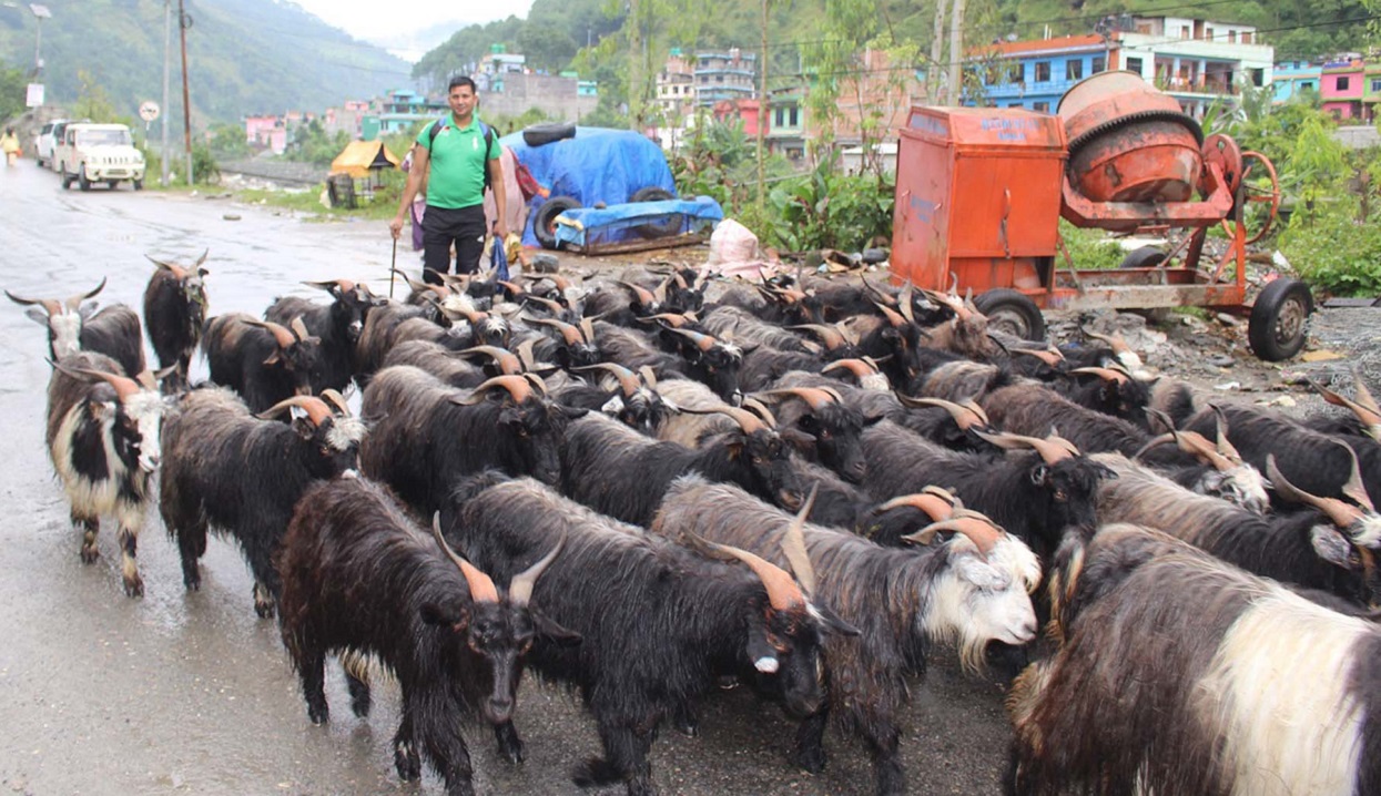 दसैँका लागि दार्चुलाबाट च्याङ्ग्रा काठमाडौँ ल्याइँदै