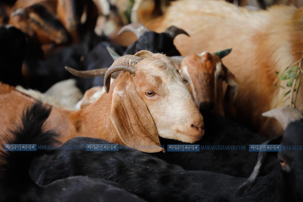 महिलालाई आत्मनिर्भर बनाउन ८५ बाख्रा उपहार