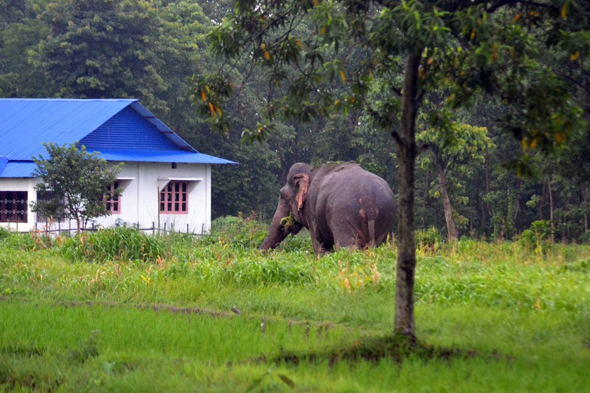 हात्ती भगाउन रातभर जाग्राम