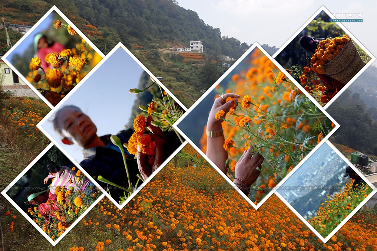 फूलहरूको पर्वलाई स्वागत गर्दै सयपत्री (तस्बिरहरु)