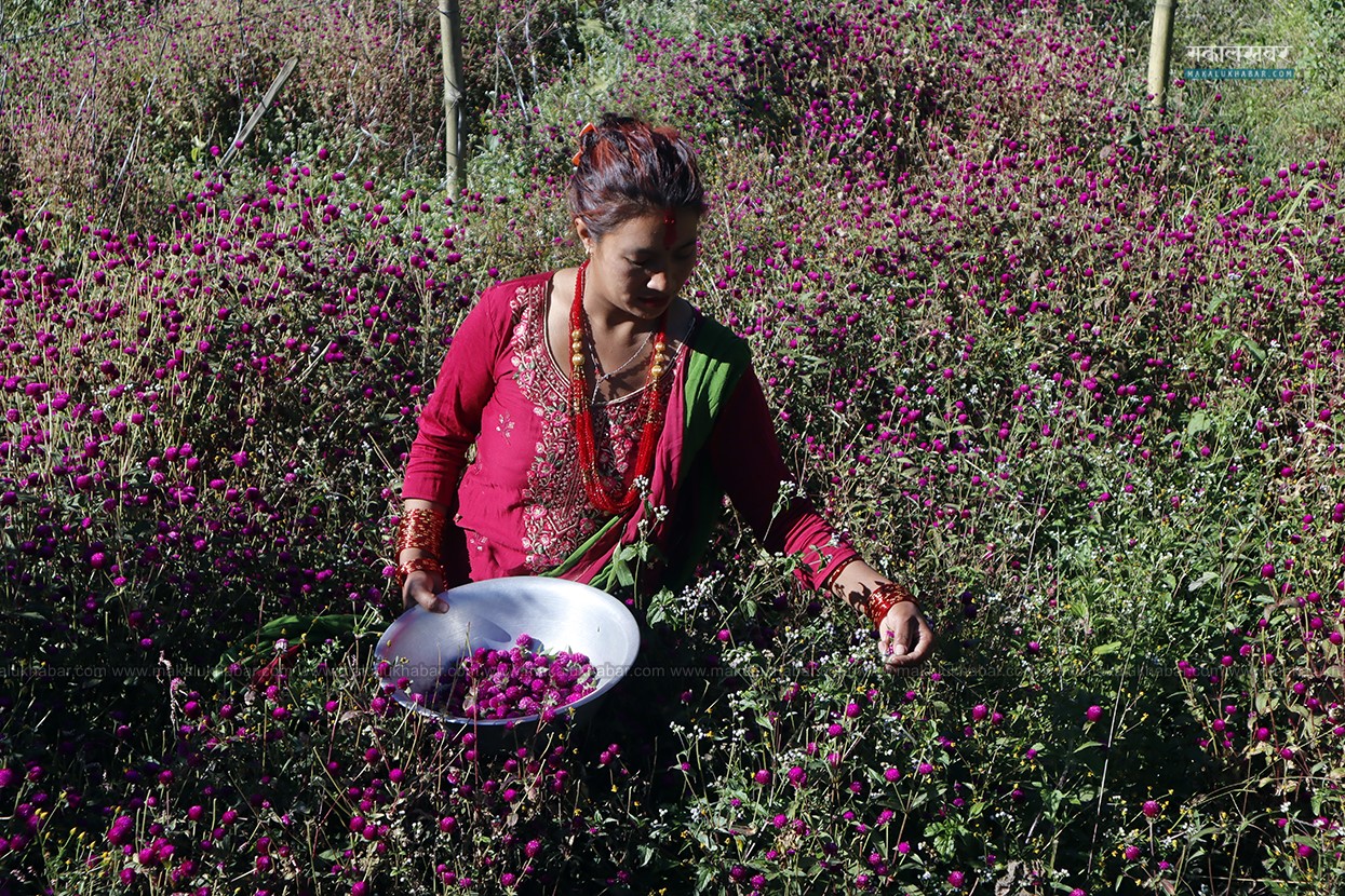 तयार हुदैँ मखमली माला (तस्बिरहरु)