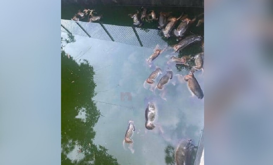 पोखरीमा डुबेर २७ बाँदर मरे