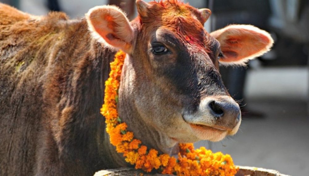 तिहारको चौथो दिन आज गाईपूजा, यस्तो छ महत्व