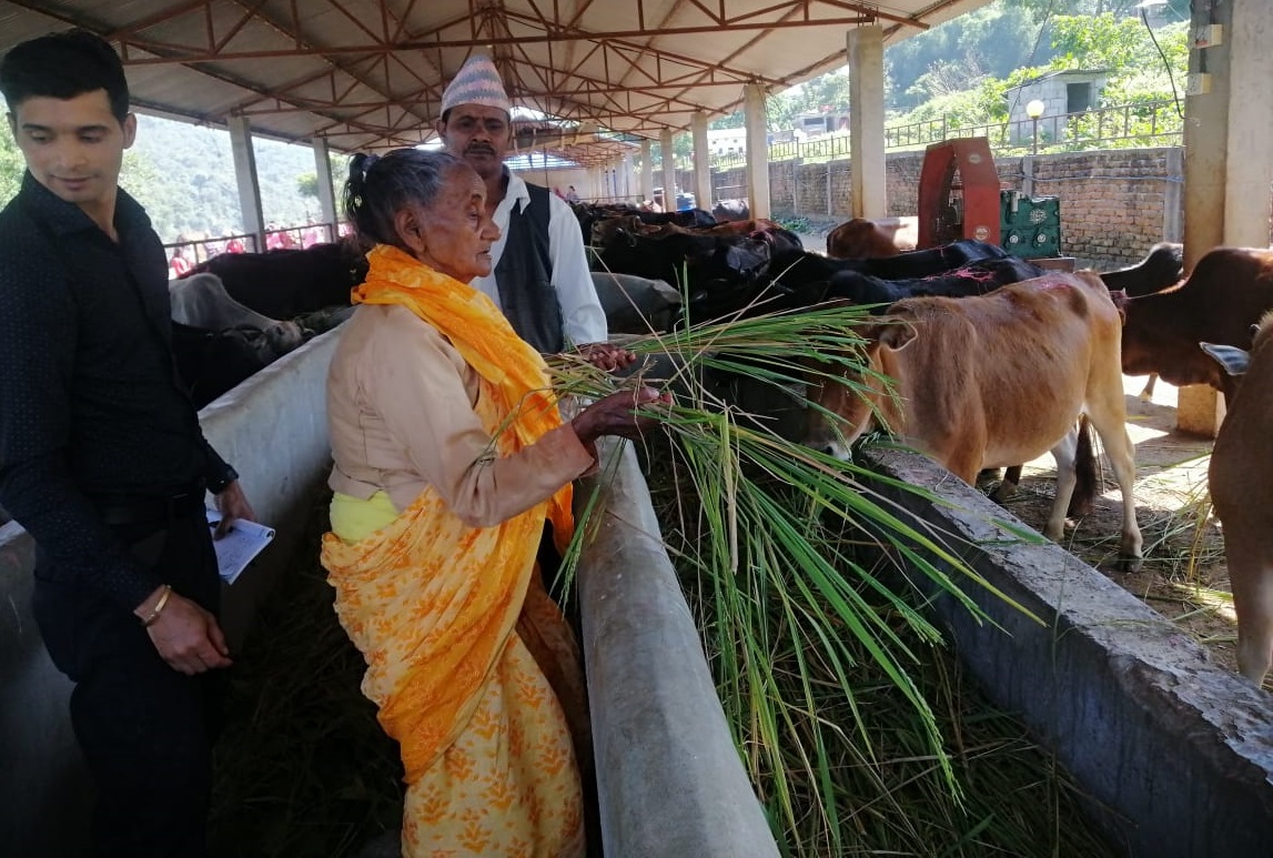९० वर्षीया गङ्गादेवी : तिहारमा गाईलाई हरियो धान काटेर खुवाउने संस्कृति धान्दै