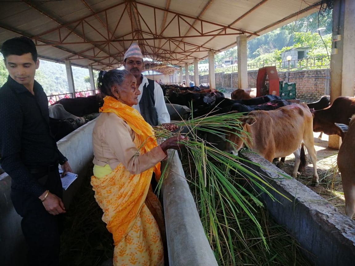 ९० वर्षीया गङ्गादेवीलाई संस्कृति जोगाउन भ्याइनभ्याइ