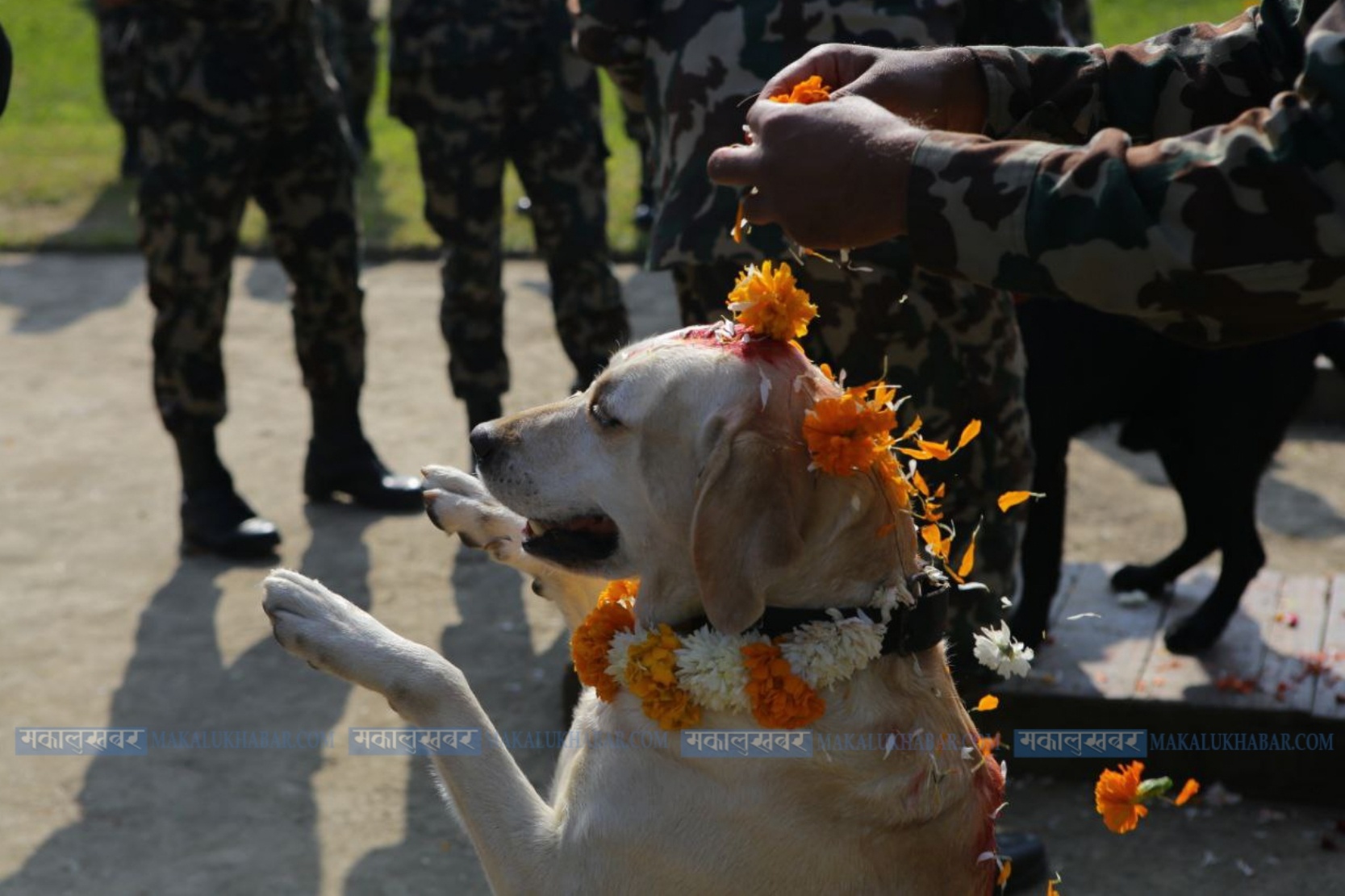 कार्तिक कृष्ण चतुर्दशीमा किन गर्ने कुकुरको पूजा ?